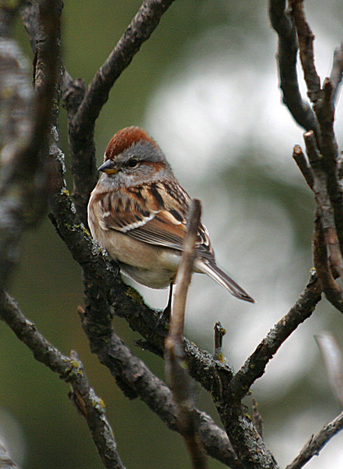 Tree Sparrow (Spizelloides arborea)