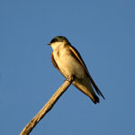 Tree Swallow (Spizelloides arborea)