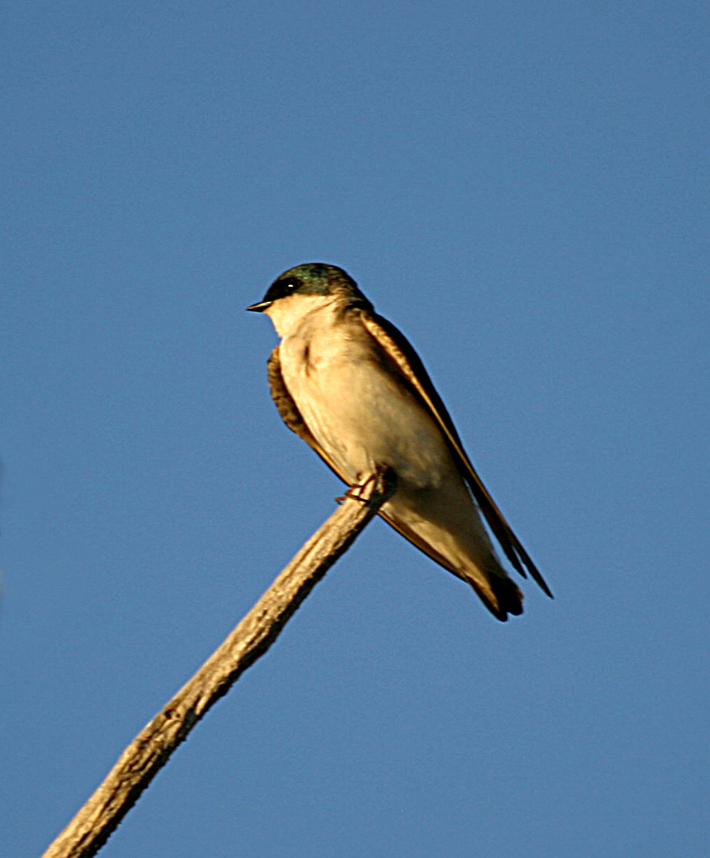 Tree Swallow (Spizelloides arborea)