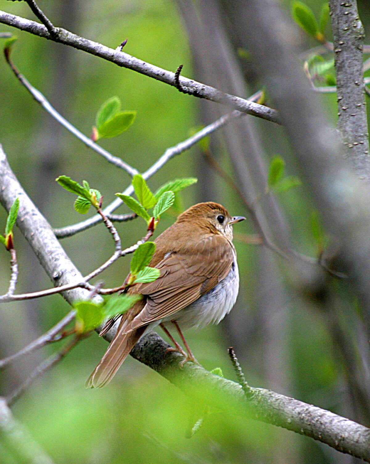 Veery (Catharus fuscescens)