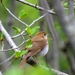 Veery (Catharus fuscescens)