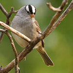 White-Crowned Sparrow (Zonotrichia leucophrys)