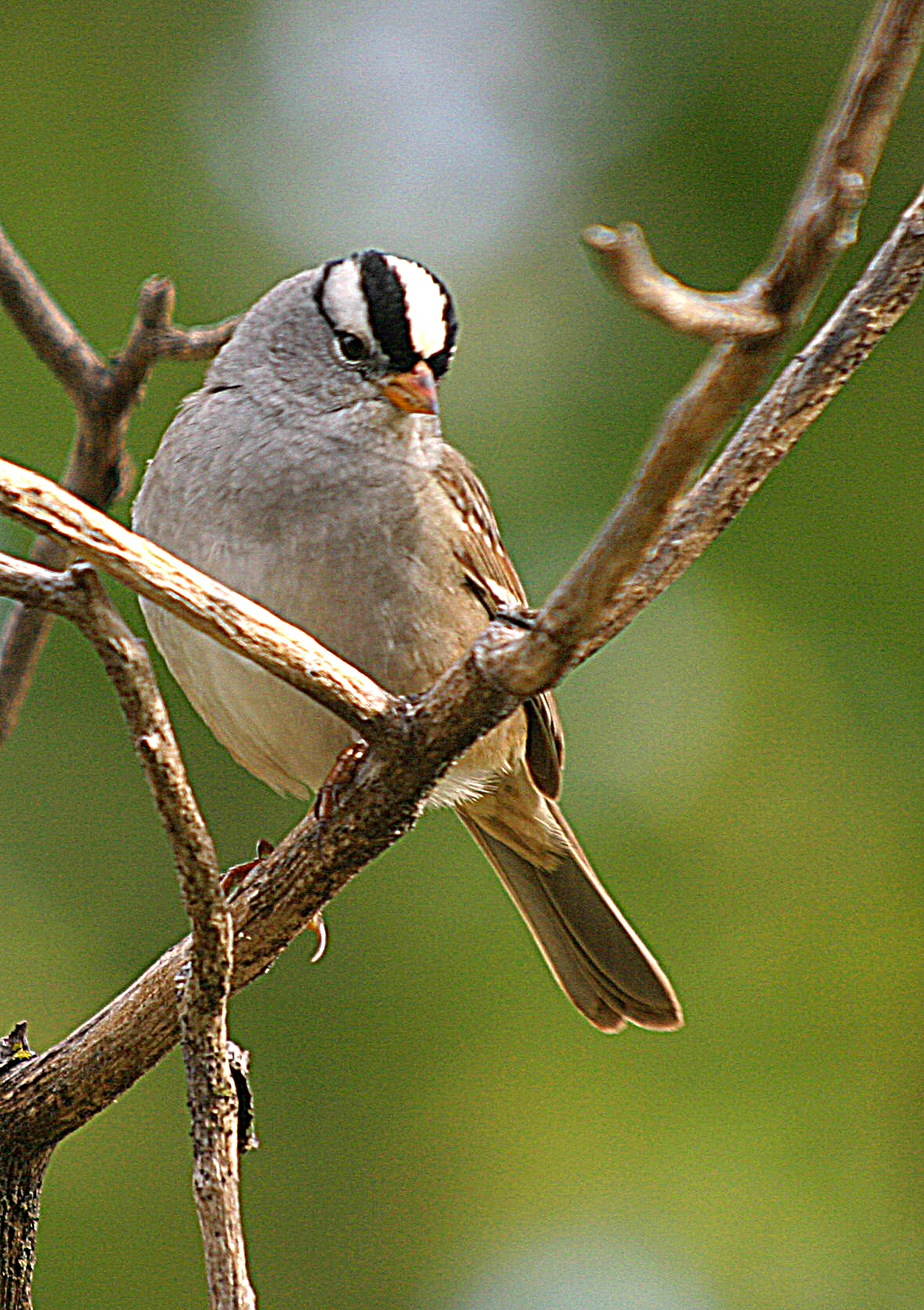 White-Crowned Sparrow (Zonotrichia leucophrys)