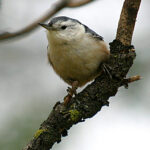 White-Breasted Nuthatch (Sitta carolinensis)