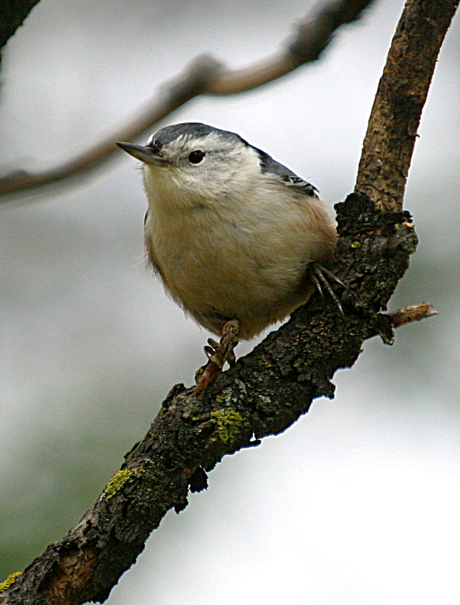 White-Breasted Nuthatch (Sitta carolinensis)