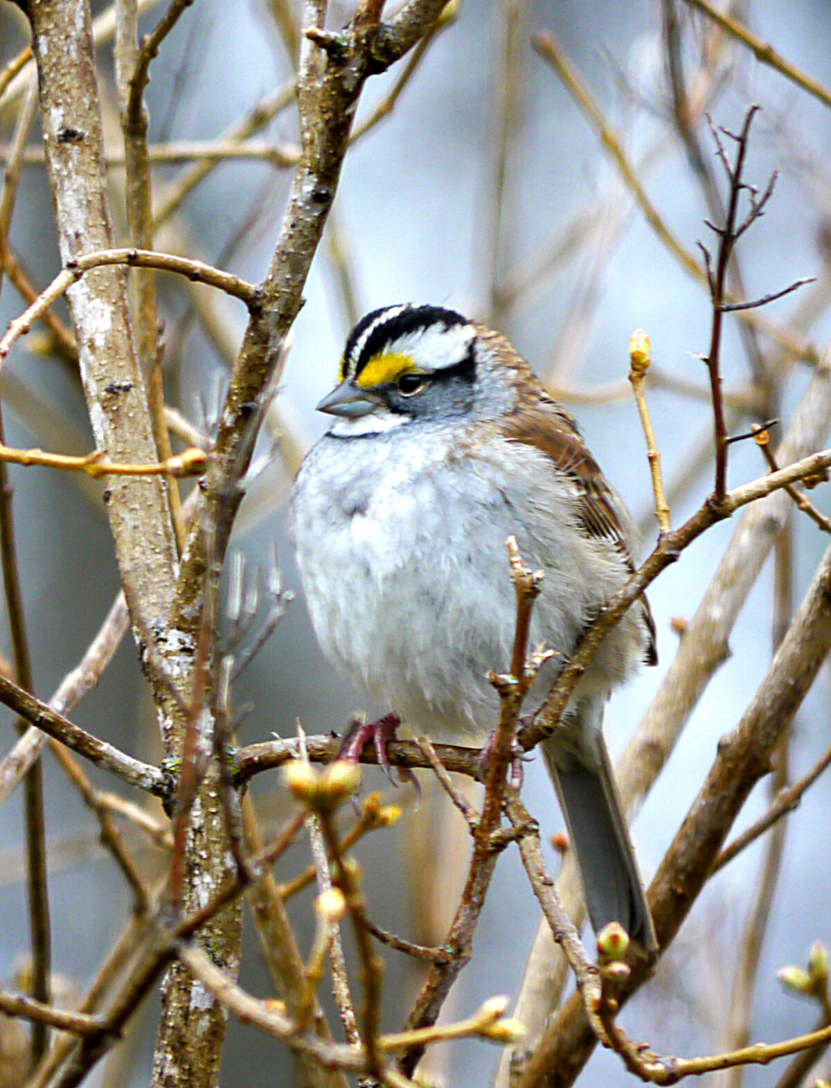 White-Throated Sparrow (Zonotrichia albicollis)