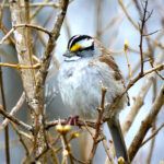 White-Throated Sparrow (Zonotrichia albicollis)