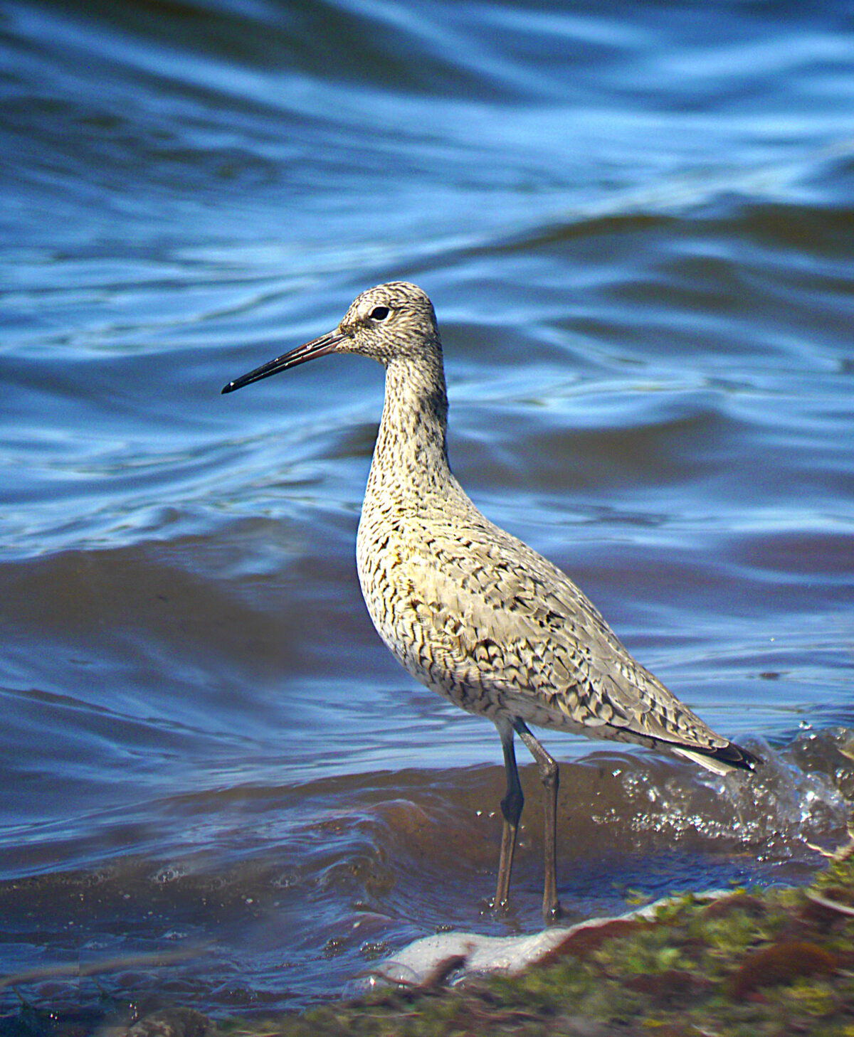 Willet (Tringa semipalmata)