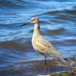 Willet (Tringa semipalmata)