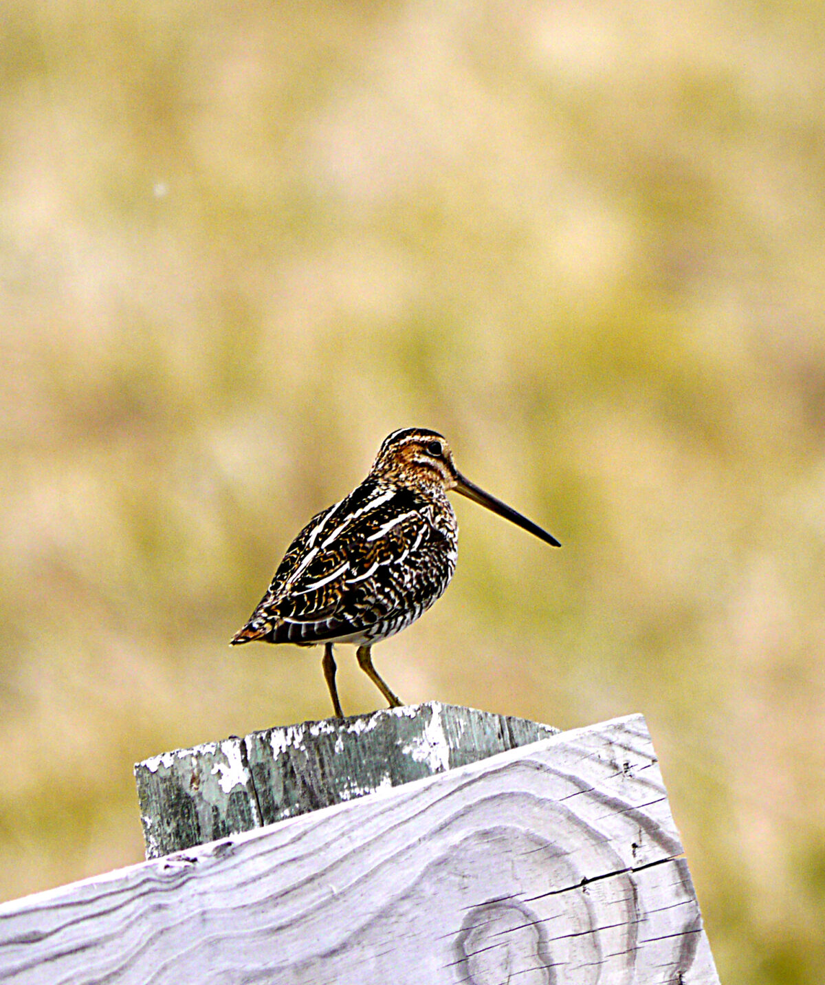 Wilson’s Snipe (Gallinago delicata)