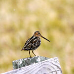 Wilson's Snipe (Gallinago delicata)