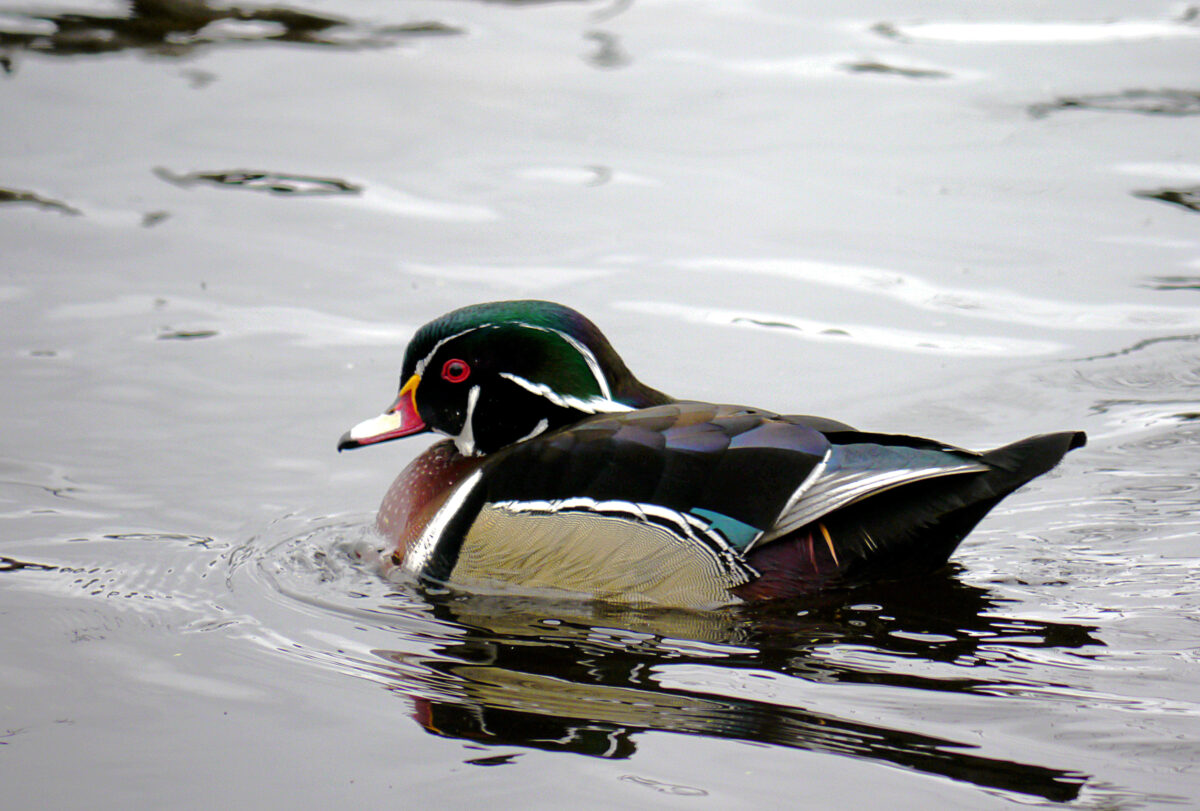 Wood Duck (Aix sponsa)