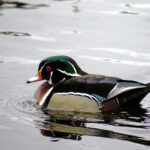 Wood Duck (Aix sponsa)