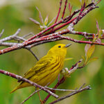 Yellow Warbler (Setophaga petechia)