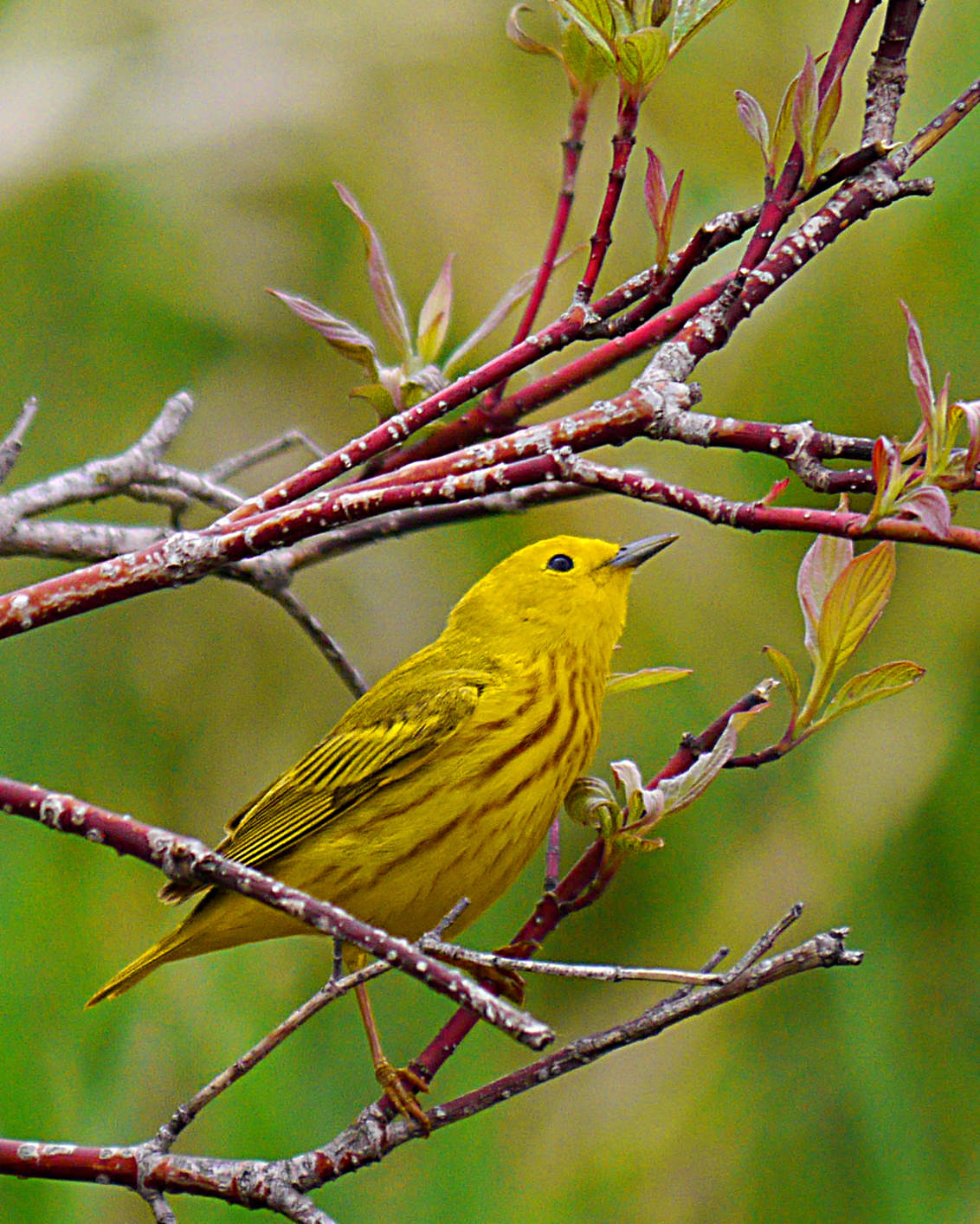 Yellow Warbler (Setophaga petechia)