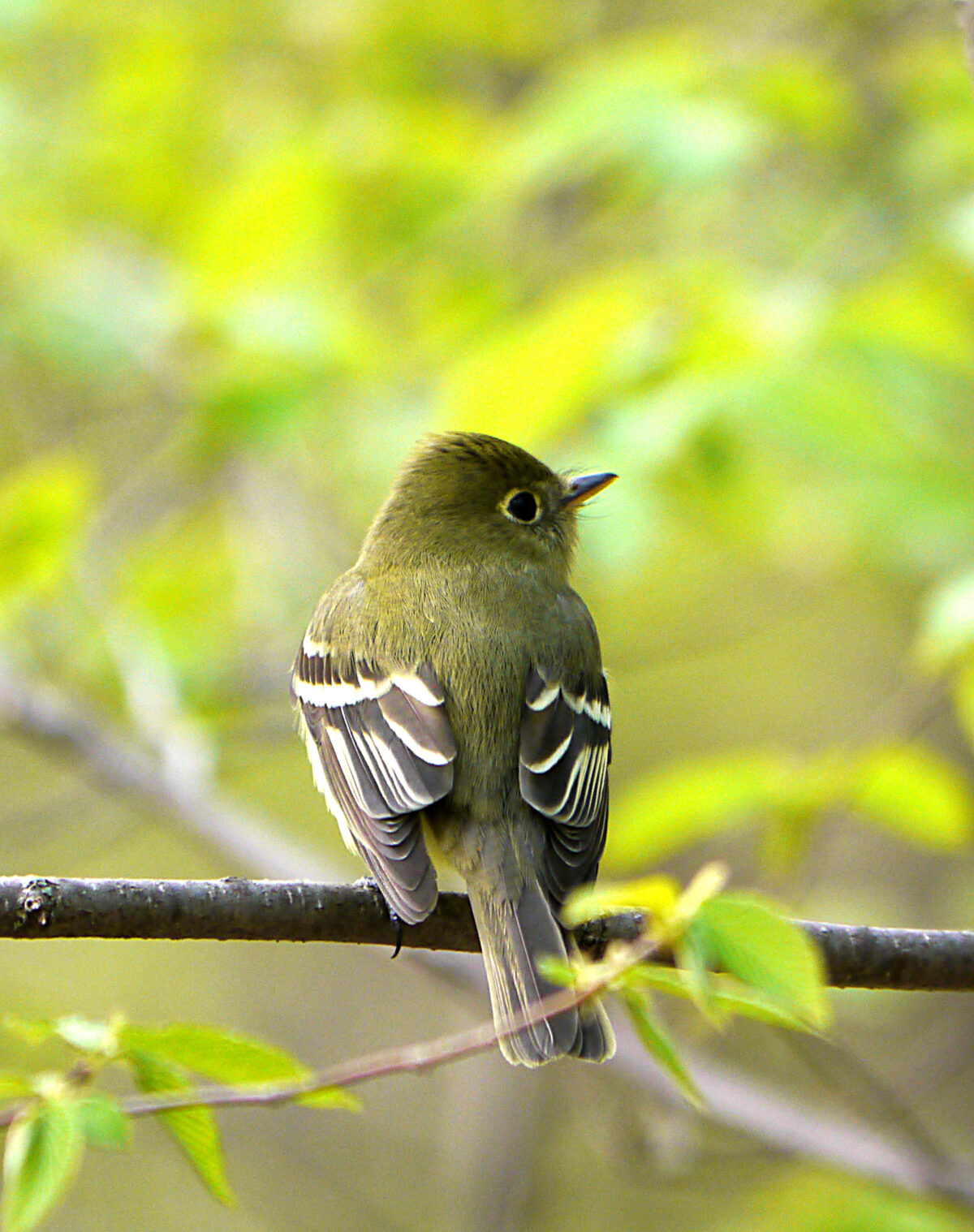 Yellow-Bellied Flycatcher (Empidonax flaviventris)