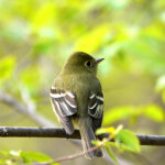 Yellow-Bellied Flycatcher (Empidonax flaviventris)