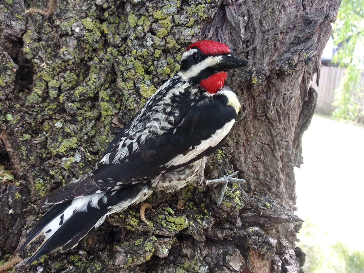 Yellow-Bellied Sapsucker