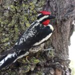 Yellow-Bellied Sapsucker