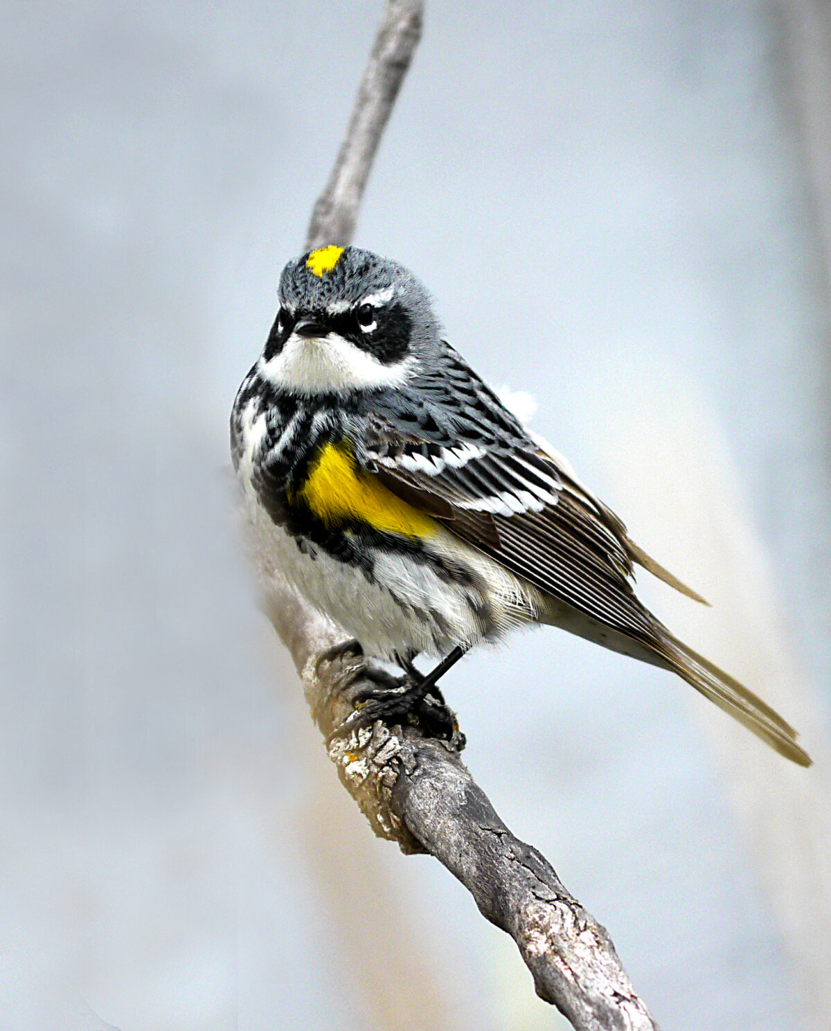 Yellow-Rumped Warbler (Setophaga coronata)