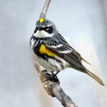 Yellow-Rumped Warbler (Setophaga coronata)