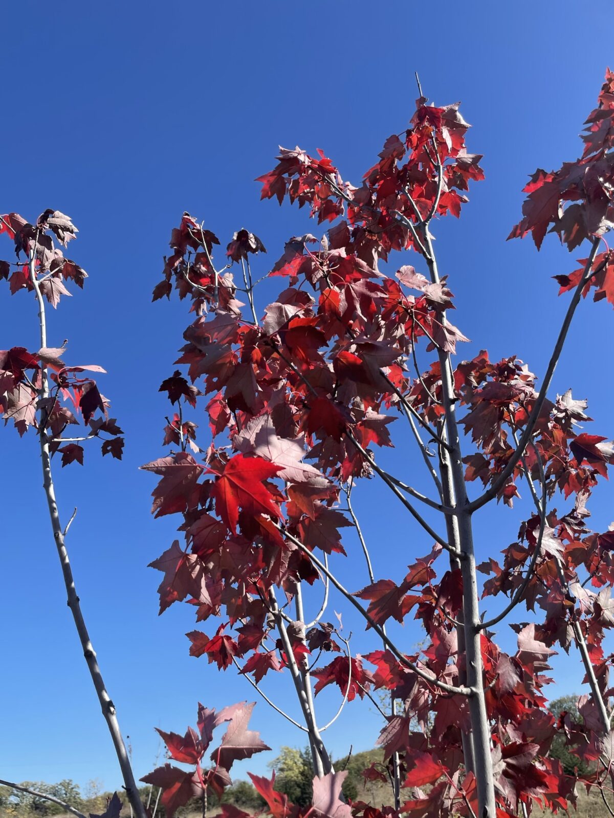 Autumn Flame Maple (Acer rubrum ‘Autumn Flame’)