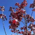 Autumn Flame Maple (Acer rubrum 'Autumn Flame')