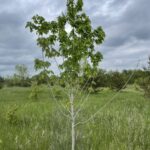 Autumn Radiance Maple (Acer rubrum 'Autumn Radiance')