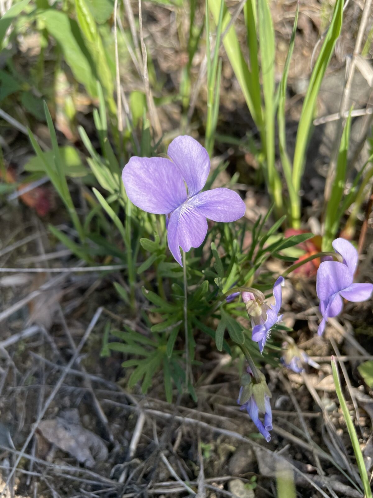 Birdfoot Violet (Viola pedata)