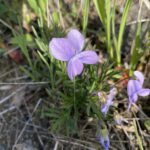 Birdfoot Violet (Viola pedata)