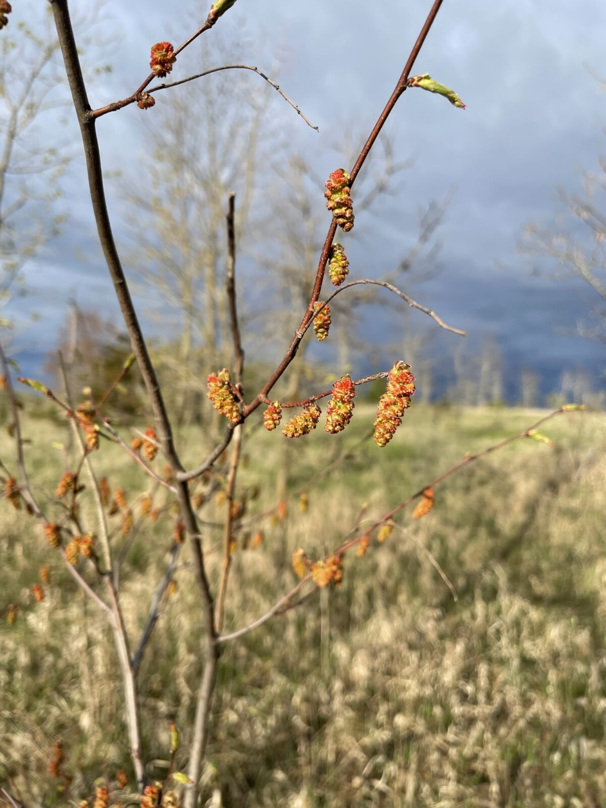 Blue Beech (Carpinus caroliniana)