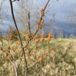 Blue Beech (Carpinus caroliniana)