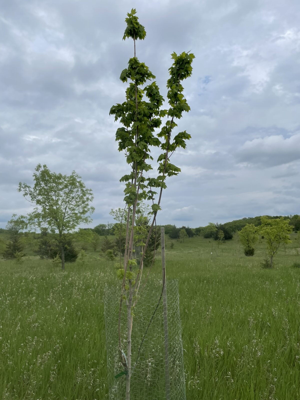 Brandywine Maple (Acer rubrum ‘Brandywine’)