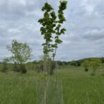 Brandywine Maple (Acer rubrum 'Brandywine')