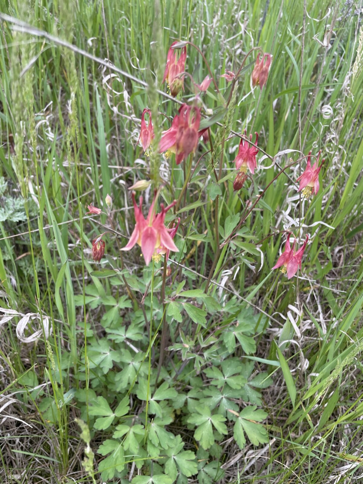 Red Columbine (Aquilegia canadensis)