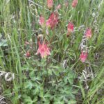 Red Columbine (Aquilegia canadensis)