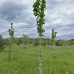 Columnar Norway Maple (Acer platanoides ‘Columnare’)