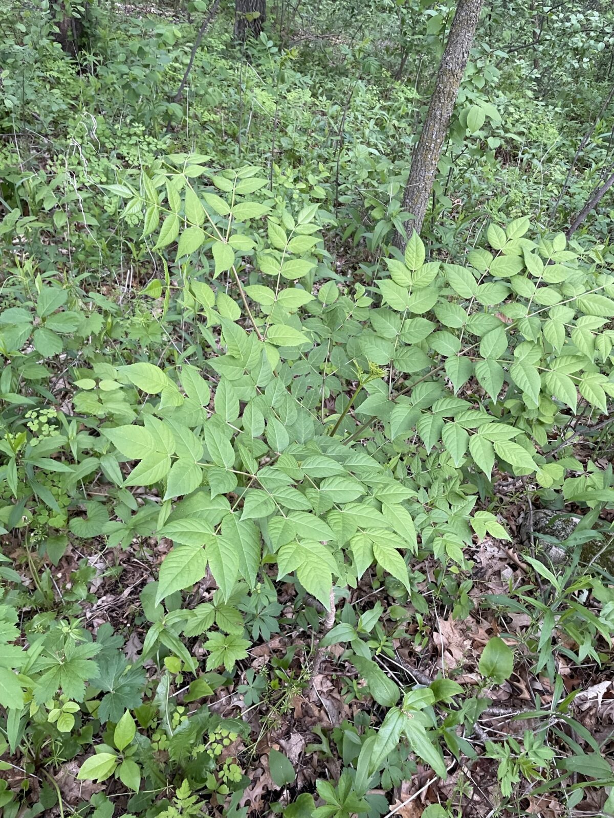 Devil’s Walking Stick (Aralia spinosa)