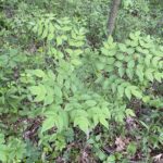 Devil's Walking Stick (Aralia spinosa)