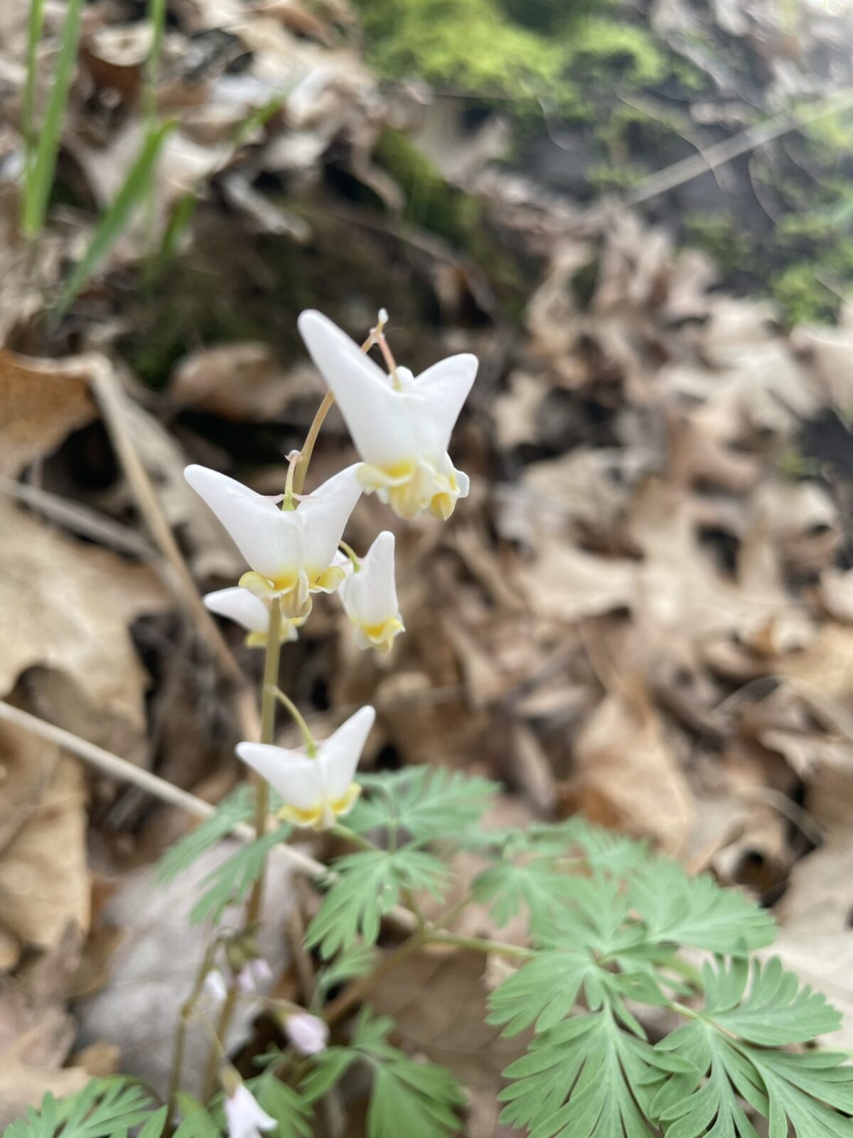 Dutchman’s Breeches – (Dicentra cucullaria)