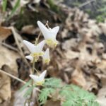 Dutchman's Breeches - (Dicentra cucullaria)