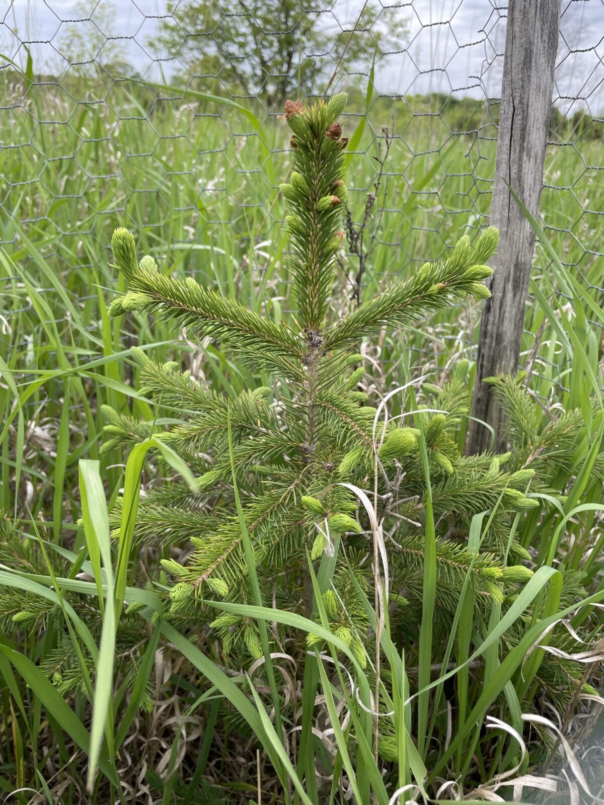 Engelmann Spruce (Picea englemannii)