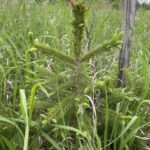 Engelmann Spruce (Picea englemannii)