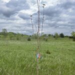 Green Mountain Sugar Maple (Acer saccharum 'Green Mountain')