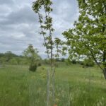 Hot Wings Maple (Acer tataricum 'GarAnn')