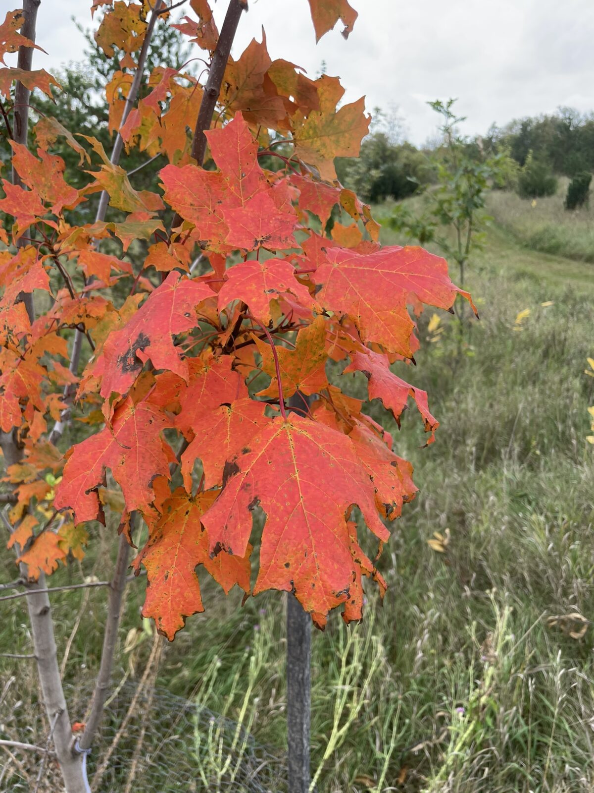 Inferno Sugar Maple (Acer saccharum ‘Jeferno’)