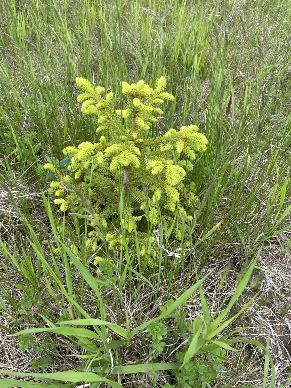 Korean Spruce (Picea koraiensis)