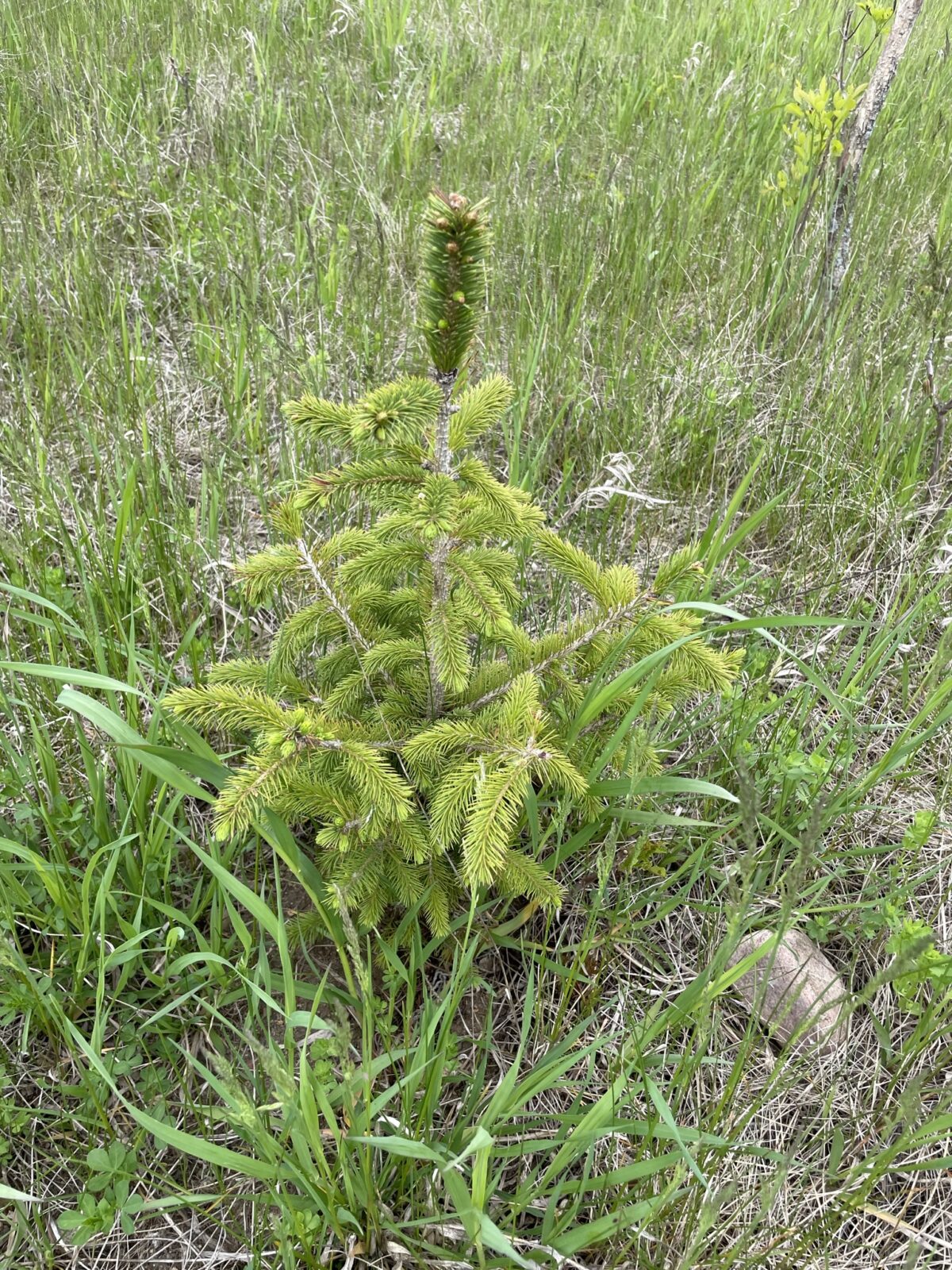 Lutz Spruce (Picea x Lutzii)