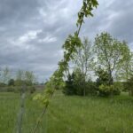 Matador Maple (Acer x freemanii 'Bailston')