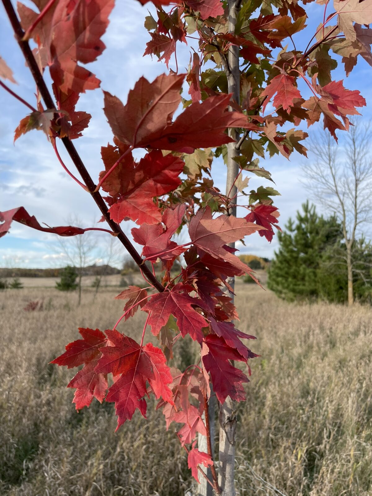 Matador Maple (Acer x freemanii ‘Bailston’)